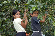 Honduras-Honduras-Honduras Multisport